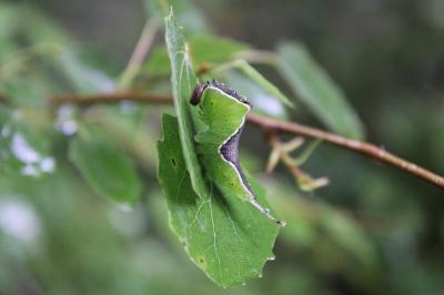 Cerura vinula