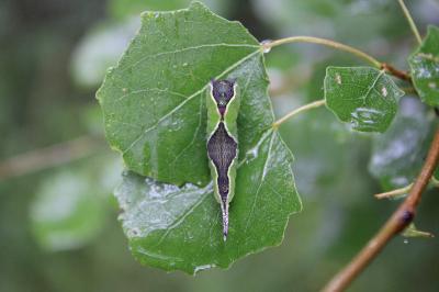 <i>Cerura vinula</i>