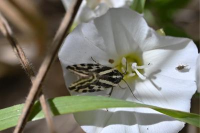 <i>Emmelia trabealis</i>