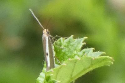 <i>Parahyponomeuta egregiella</i>