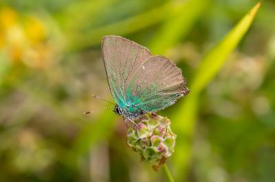 <i>Callophrys rubi</i>