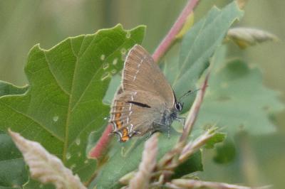<i>Satyrium ilicis</i>