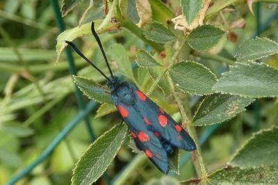 <i>Zygaena transalpina</i>