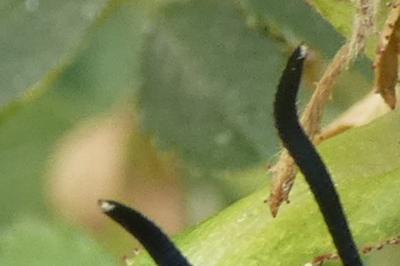 <i>Zygaena transalpina</i>