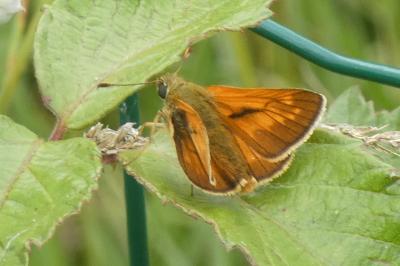 <i>Ochlodes sylvanus</i>