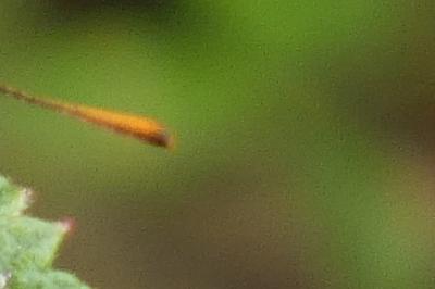 <i>Thymelicus sylvestris</i>