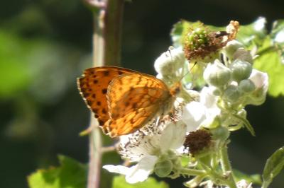 <i>Brenthis daphne</i>