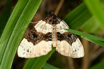 <i>Cosmorhoe ocellata</i>