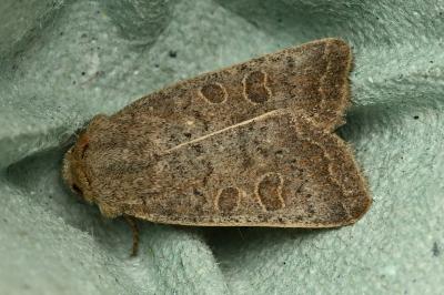 <i>Hoplodrina ambigua</i>