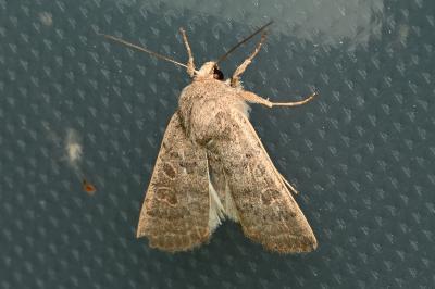 <i>Hoplodrina ambigua</i>