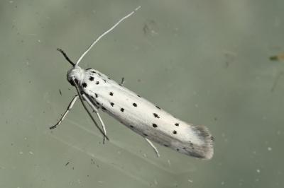 <i>Yponomeuta padella</i>