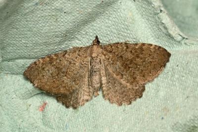 <i>Philereme vetulata</i>