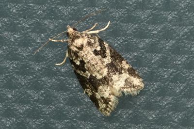 <i>Cnephasia</i>