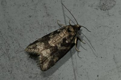<i>Cnephasia</i>