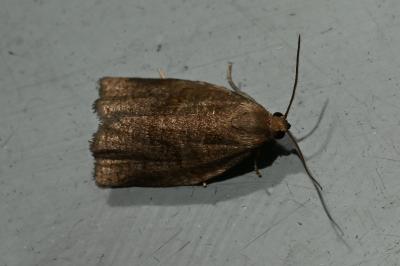 <i>Archips rosana</i>