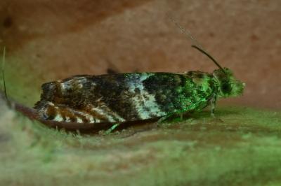 <i>Epinotia abbreviana</i>