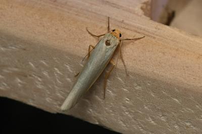 <i>Eilema caniola</i>