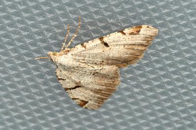<i>Macaria wauaria</i>
