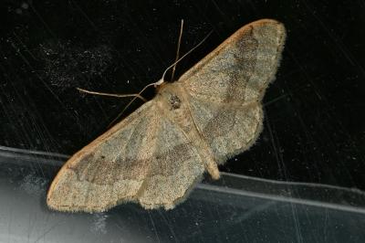 <i>Idaea aversata</i>