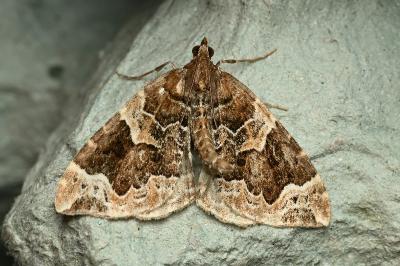 <i>Eulithis prunata</i>