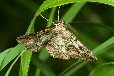 <i>Cleorodes lichenaria</i>
