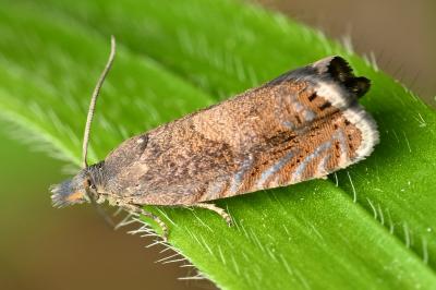 <i>Dichrorampha</i>