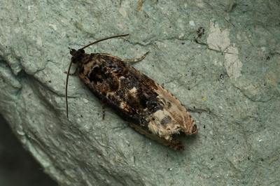 <i>Hedya nubiferana</i>