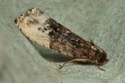 <i>Hedya nubiferana</i>