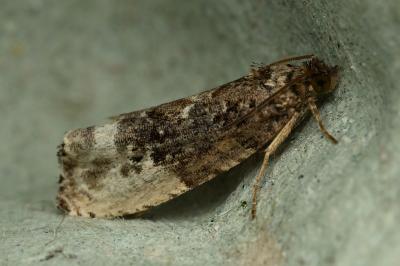 <i>Hedya nubiferana</i>