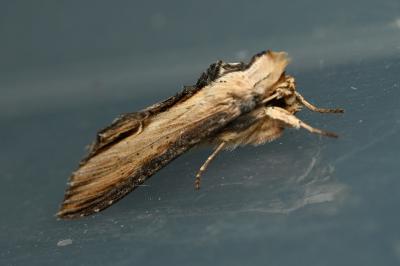 <i>Cucullia scrophulariae</i>