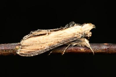 <i>Cucullia scrophulariae</i>