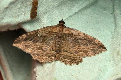 <i>Philereme transversata</i>