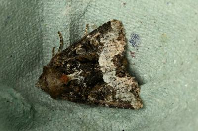 <i>Oligia</i>