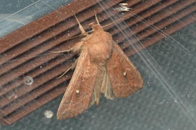 <i>Mythimna albipuncta</i>