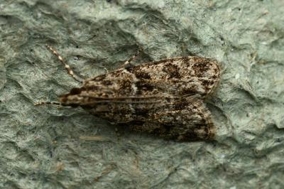 <i>Eudonia mercurella</i>