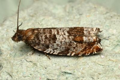 Ancylis achatana