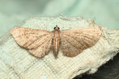 <i>Eupithecia haworthiata</i>