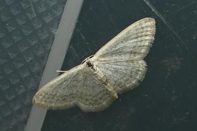 <i>Idaea subsericeata</i>