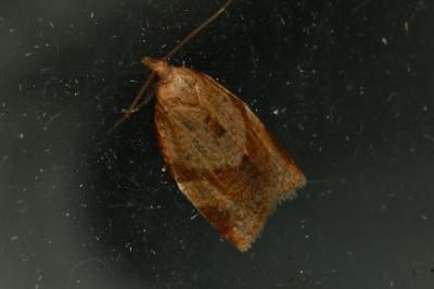 <i>Clepsis consimilana</i>