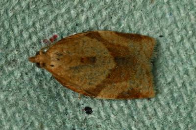 <i>Clepsis consimilana</i>