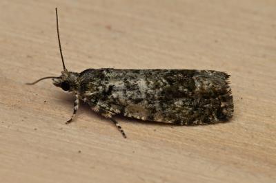 <i>Zeiraphera isertana</i>
