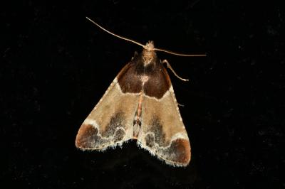 <i>Pyralis farinalis</i>