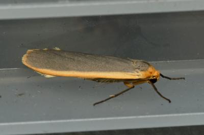 <i>Nyea lurideola</i>