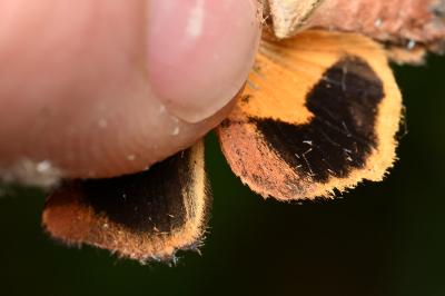 <i>Noctua janthina</i>