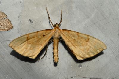 <i>Gandaritis pyraliata</i>