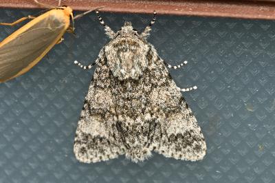 <i>Acronicta megacephala</i>