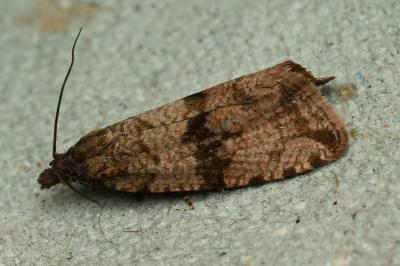 <i>Celypha striana</i>