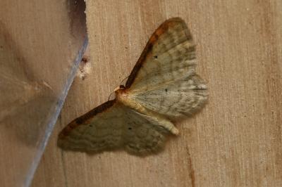 <i>Idaea humiliata</i>