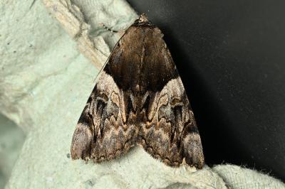<i>Catocala fulminea</i>
