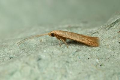 <i>Coleophora</i>